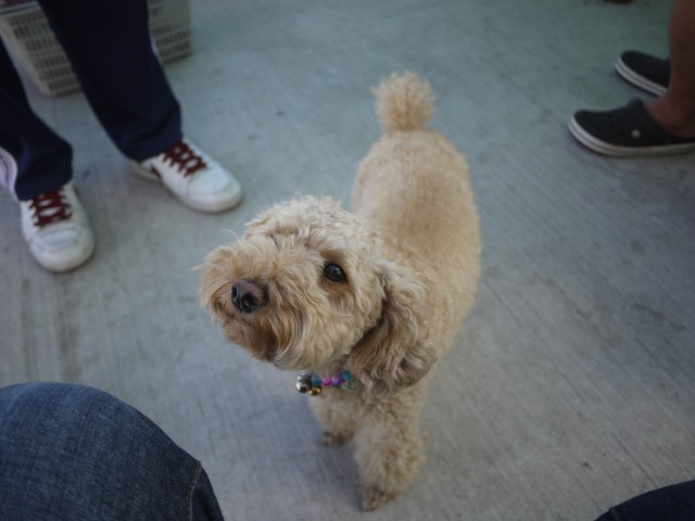 プロショップオオツカ ソルトウォーター部門 ネット通信販売 ブログ写真 2013/09/29