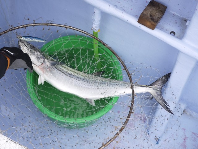 プロショップオオツカ ソルトウォーター部門 ネット通信販売 ブログ写真 2013/09/29