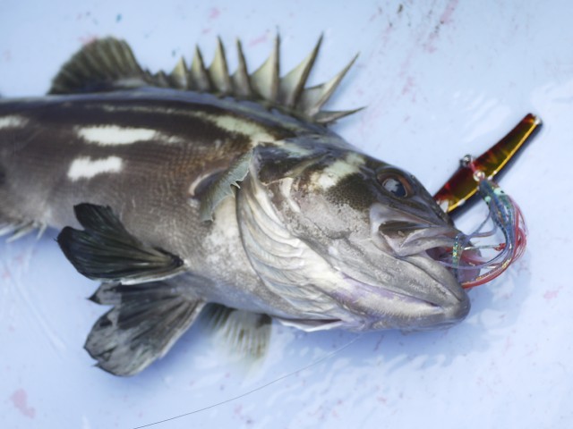 プロショップオオツカ ソルトウォーター部門 ネット通信販売 ブログ写真 2013/09/29