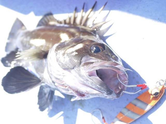 プロショップオオツカ ソルトウォーター部門 ネット通信販売 ブログ写真 2013/09/29