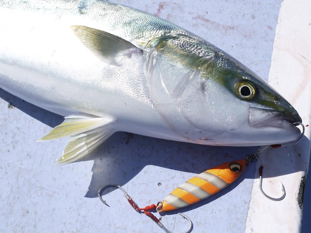 プロショップオオツカ ソルトウォーター部門 ネット通信販売 ブログ写真 2013/09/29