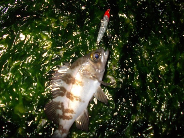 プロショップオオツカ ソルトウォーター部門 ネット通信販売 ブログ写真 2013/12/18