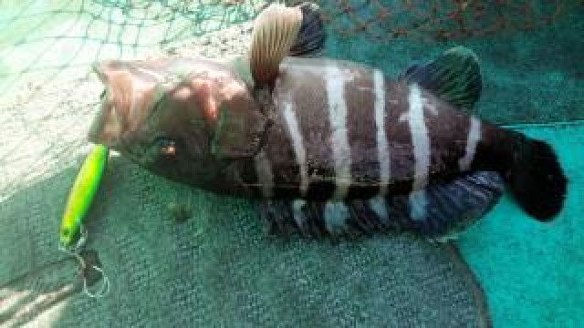 プロショップオオツカ ソルトウォーター部門 ネット通信販売 ブログ写真 2014/05/04