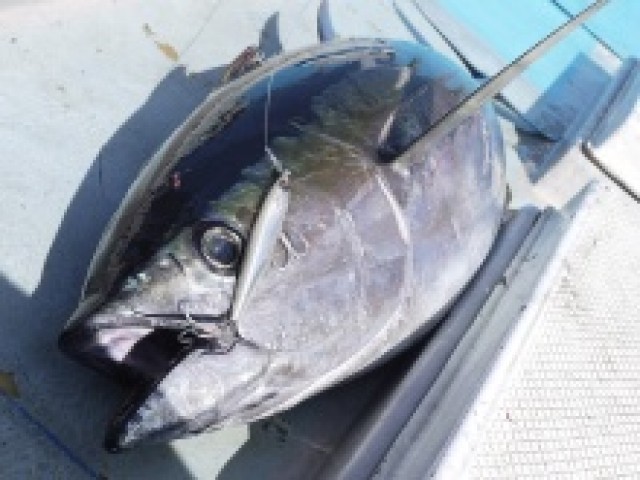 プロショップオオツカ ソルトウォーター部門 ネット通信販売 ブログ写真 2014/06/12