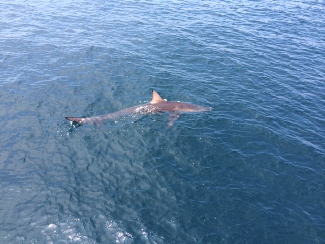 プロショップオオツカ ソルトウォーター部門 ネット通信販売 ブログ写真 2014/07/18