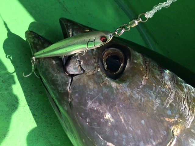 プロショップオオツカ ソルトウォーター部門 ネット通信販売 ブログ写真 2014/07/18