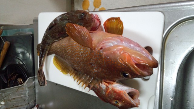 プロショップオオツカ ソルトウォーター部門 ネット通信販売 ブログ写真 2014/11/15