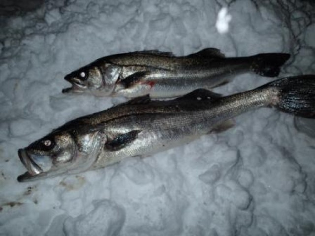 プロショップオオツカ ソルトウォーター部門 ネット通信販売 ブログ写真 2014/11/17