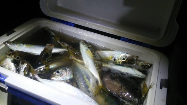 プロショップオオツカ ソルトウォーター部門 ネット通信販売 ブログ写真 2014/11/19