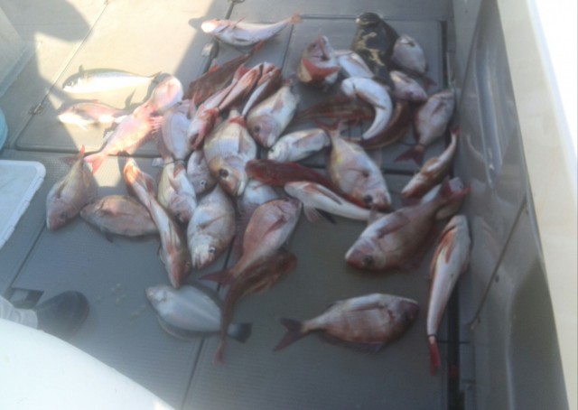 プロショップオオツカ ソルトウォーター部門 ネット通信販売 ブログ写真 2015/12/23