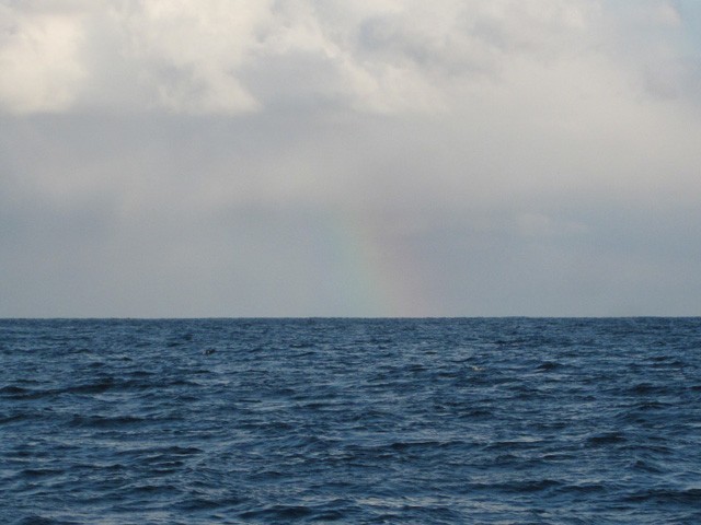 プロショップオオツカ ソルトウォーター部門 ネット通信販売 ブログ写真 2016/01/14