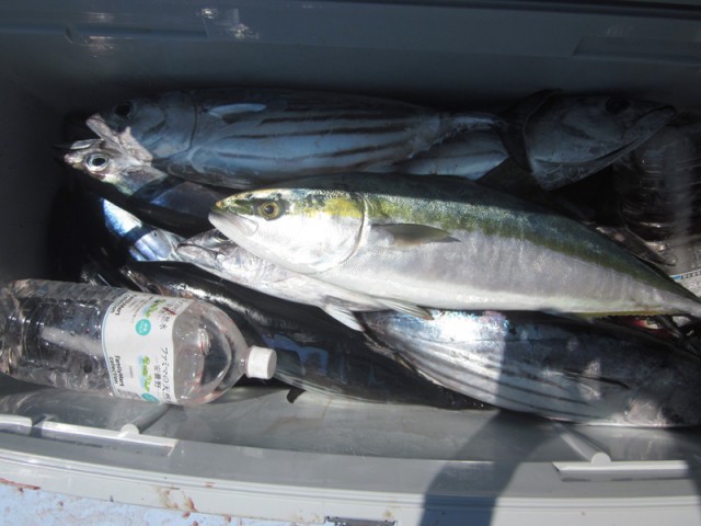 プロショップオオツカ ソルトウォーター部門 ネット通信販売 ブログ写真 2016/07/14