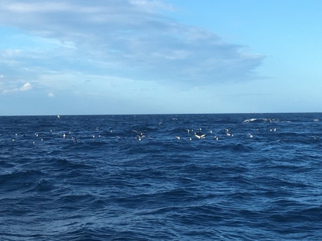 プロショップオオツカ ソルトウォーター部門 ネット通信販売 ブログ写真 2016/08/21