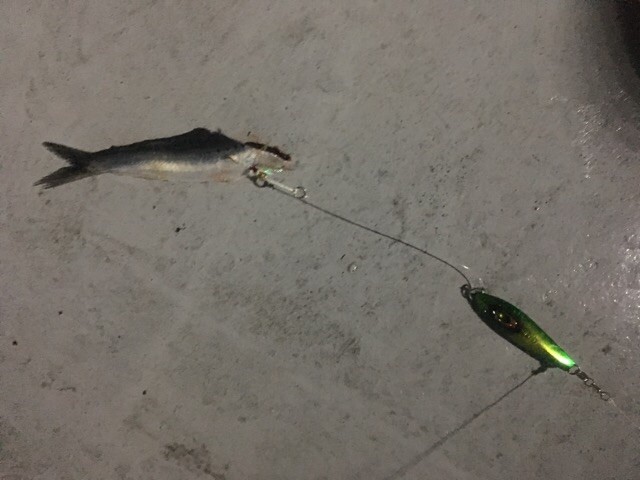 プロショップオオツカ ソルトウォーター部門 ネット通信販売 ブログ写真 2018/03/15