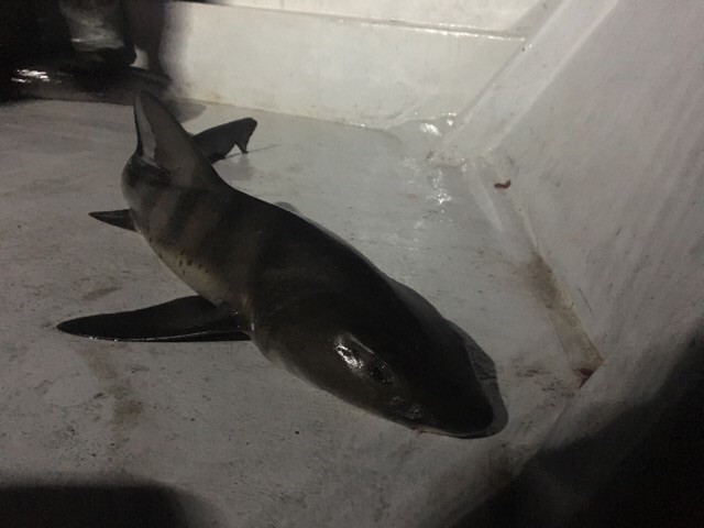 プロショップオオツカ ソルトウォーター部門 ネット通信販売 ブログ写真 2018/03/15