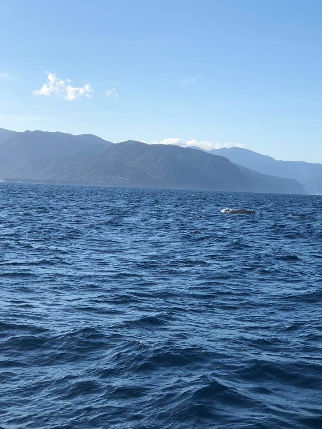 プロショップオオツカ ソルトウォーター部門 ネット通信販売 ブログ写真 2018/08/20