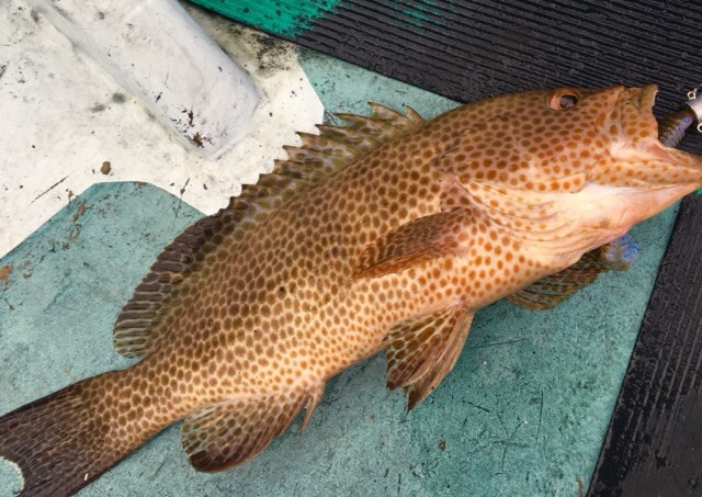 プロショップオオツカ ソルトウォーター部門 ネット通信販売 ブログ写真 2018/09/26