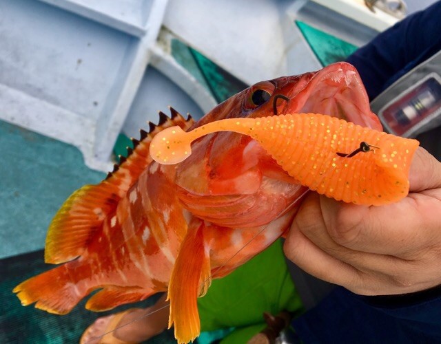 プロショップオオツカ ソルトウォーター部門 ネット通信販売 ブログ写真 2018/09/26