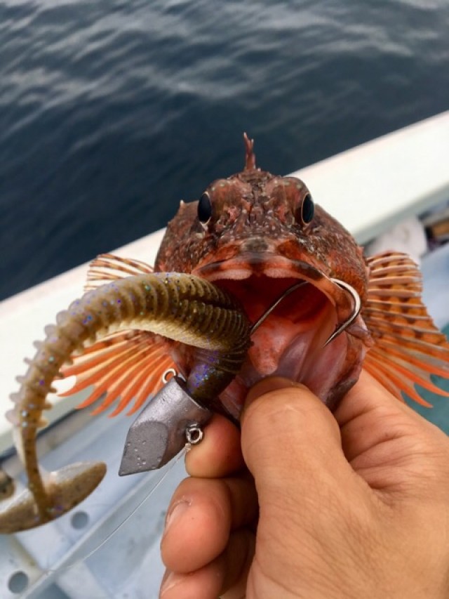 プロショップオオツカ ソルトウォーター部門 ネット通信販売 ブログ写真 2018/09/26