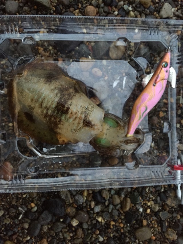 プロショップオオツカ ソルトウォーター部門 ネット通信販売 ブログ写真 2018/09/26