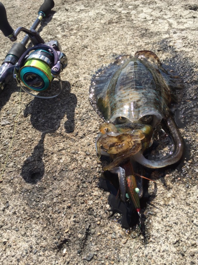 プロショップオオツカ ソルトウォーター部門 ネット通信販売 ブログ写真 2018/10/18