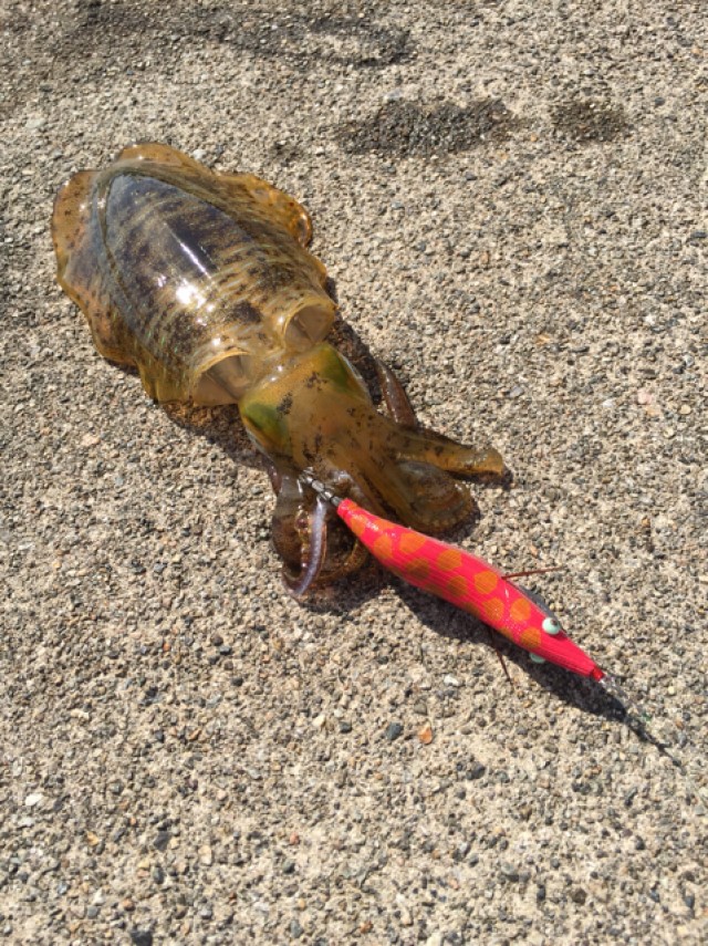 プロショップオオツカ ソルトウォーター部門 ネット通信販売 ブログ写真 2018/10/18