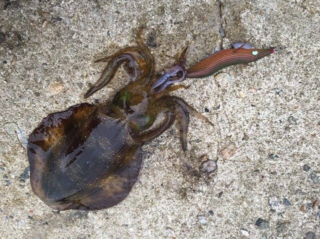 プロショップオオツカ ソルトウォーター部門 ネット通信販売 ブログ写真 2018/10/18