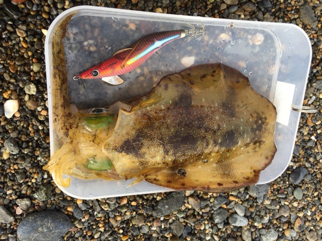 プロショップオオツカ ソルトウォーター部門 ネット通信販売 ブログ写真 2018/10/24