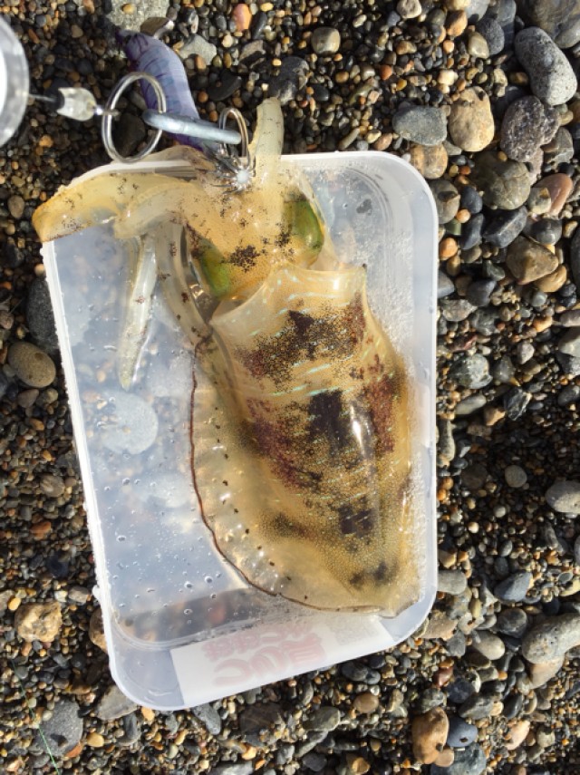 プロショップオオツカ ソルトウォーター部門 ネット通信販売 ブログ写真 2018/10/24