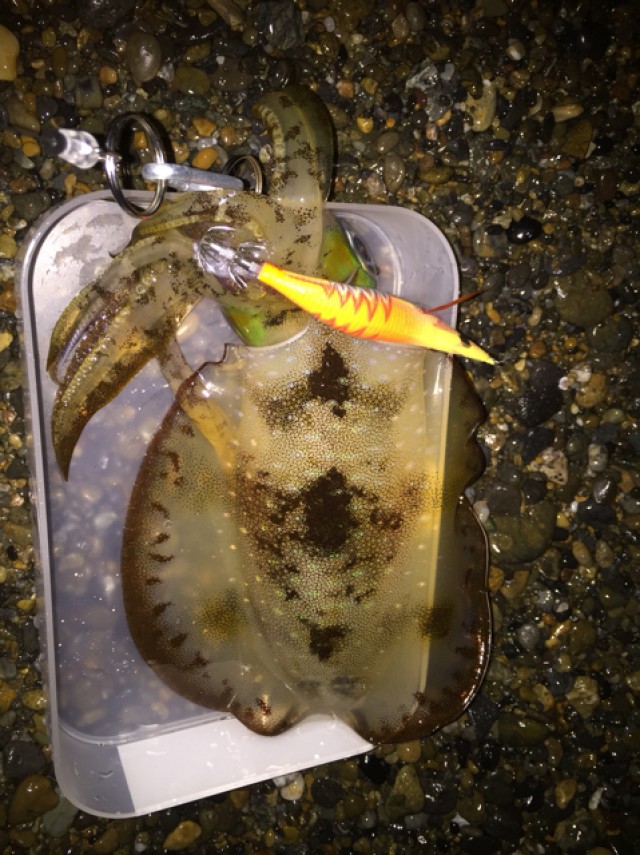 プロショップオオツカ ソルトウォーター部門 ネット通信販売 ブログ写真 2018/10/24