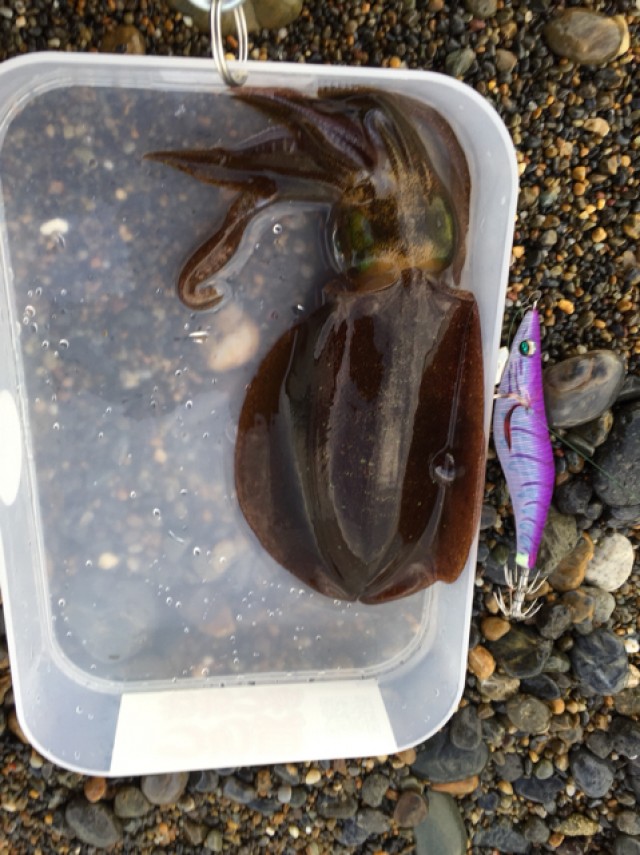 プロショップオオツカ ソルトウォーター部門 ネット通信販売 ブログ写真 2018/10/24