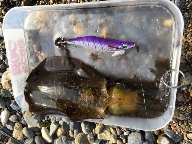 プロショップオオツカ ソルトウォーター部門 ネット通信販売 ブログ写真 2018/10/24