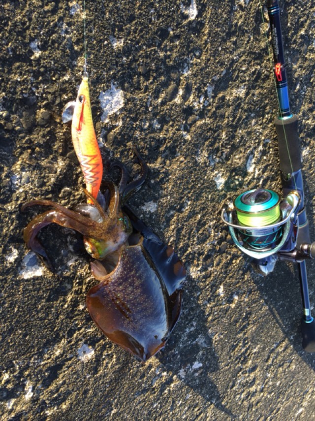 プロショップオオツカ ソルトウォーター部門 ネット通信販売 ブログ写真 2018/10/27