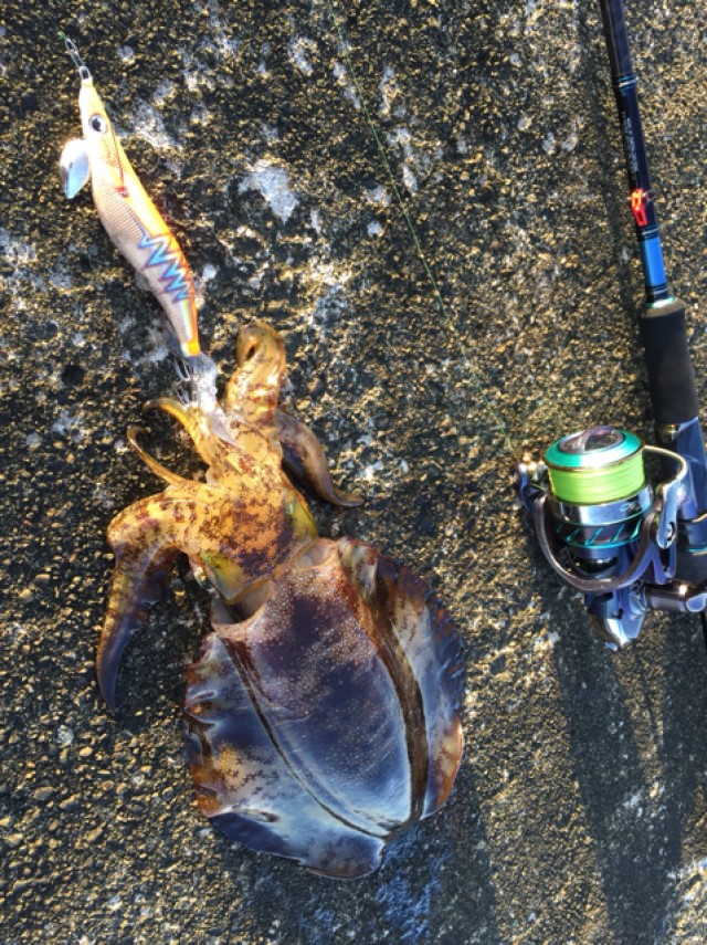 プロショップオオツカ ソルトウォーター部門 ネット通信販売 ブログ写真 2018/10/27