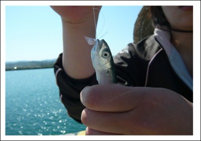 プロショップオオツカ ソルトウォーター部門 ブログ写真 2009/05/22